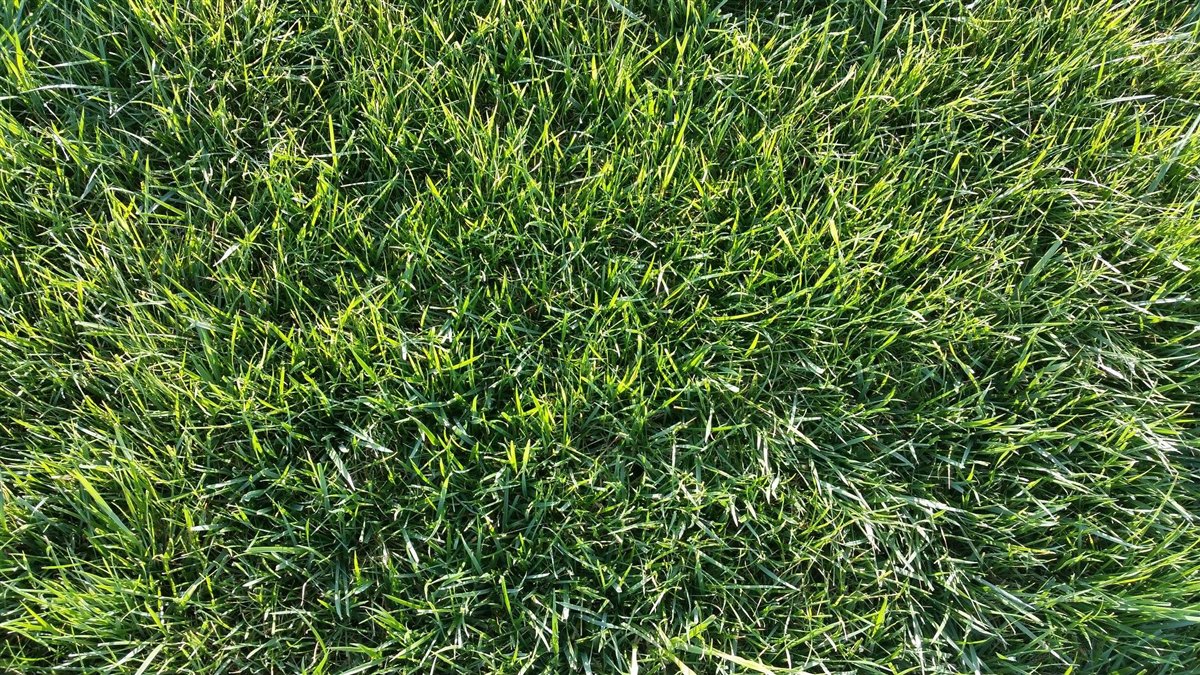 Thick, healthy established lawn delivered by a TurfBlasters crew